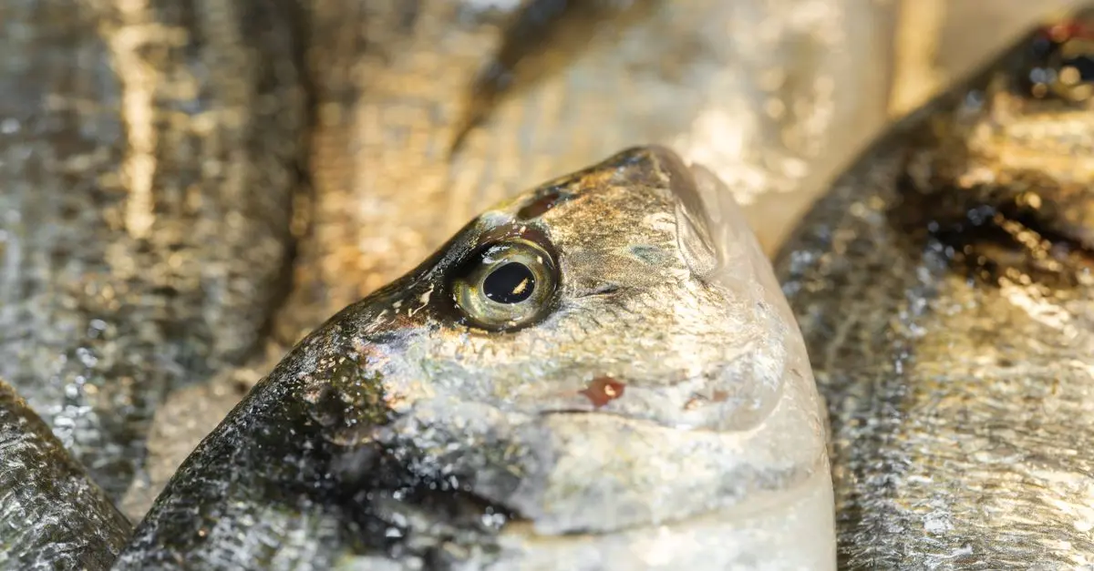 Recettes de Poisson au Four : 5 Idées Savoureuses
