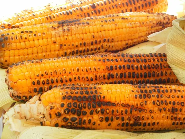 Comment Préparer un Poisson à la Plancha : Guide Pratique