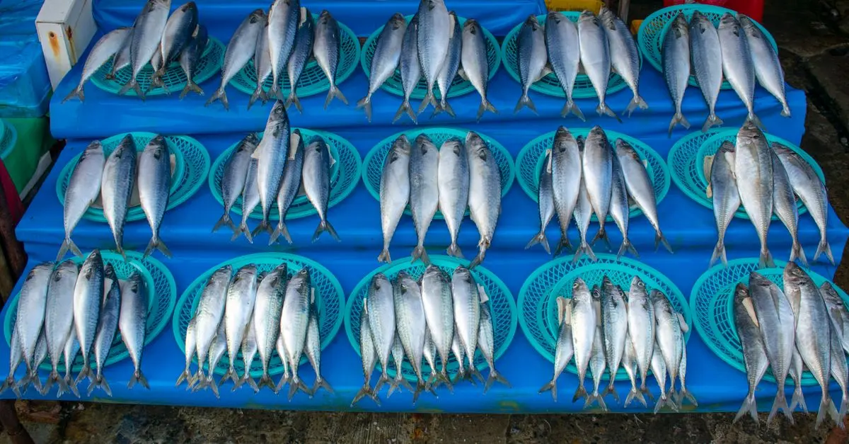 Quels Poissons Manger pour Une Meilleure Santé Cardiaque