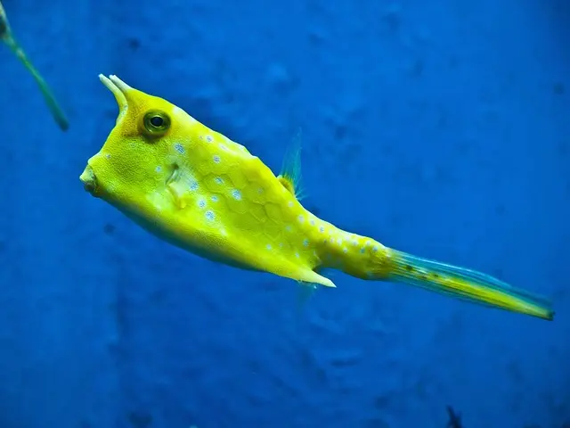 Les 7 Meilleures Recettes de Poisson à Tester Absolument
