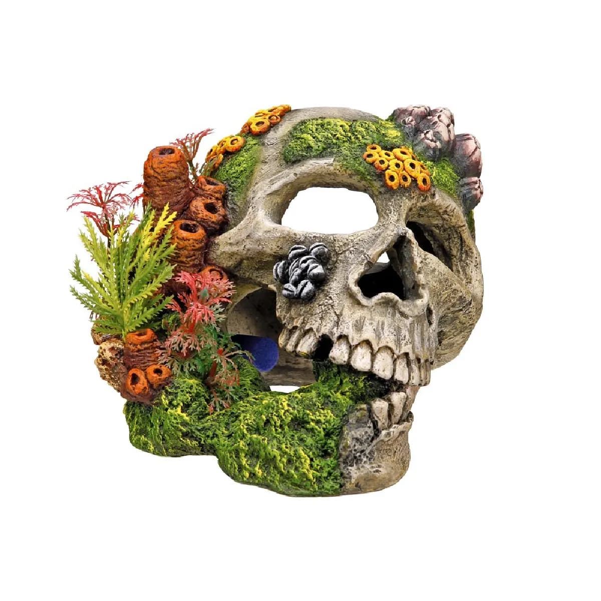 Nobby Crâne avec plantes aquarium