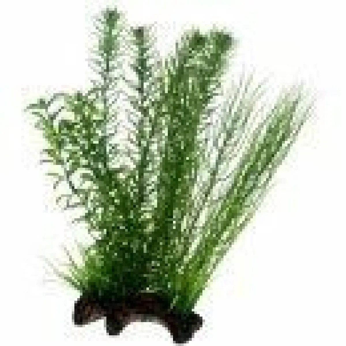 Hobby Flora Root 2 - Plante factice - Grand format